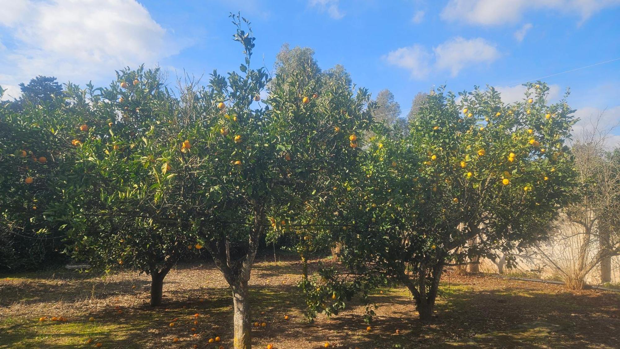 La Pineta Maison d'hôtes *